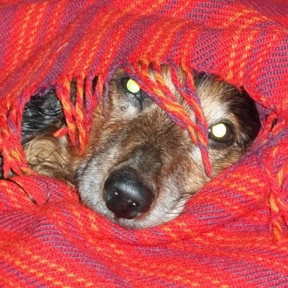 Meet your Posher, Posh - Picture 1 of 1